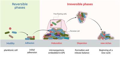 A growing battlefield in the war against biofilm-induced antimicrobial resistance: insights from reviews on antibiotic resistance